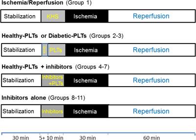 Cardioprotective Properties of Human Platelets Are Lost in Uncontrolled Diabetes Mellitus: A Study in Isolated Rat Hearts